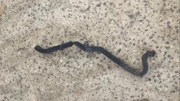 Кожух приводного ремня  Ford Transit 2006-2013